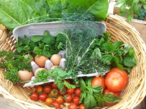Basket of eggs, tomatoes, herbs and green vegetables